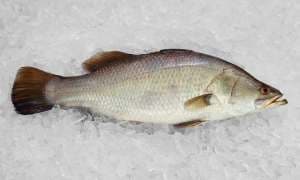 IKAN SIAKAP 1 EKOR - Image 1