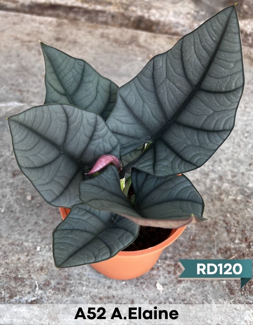 Alocasia Elaine