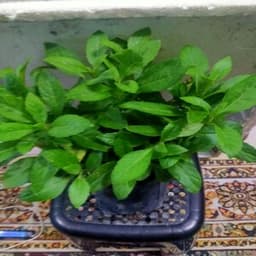 Self Pick-up - Pokok Sambung Nyawa - Thumbnail 2