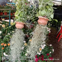 airplant - Thumbnail 1