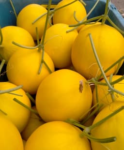 Melon Manis Terengganu - Thumbnail 2