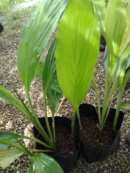 anak pokok kesing/cemomok - Thumbnail 2