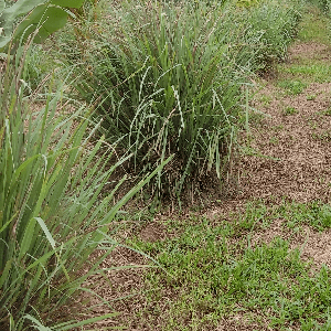 Serai Kampung - Image 1