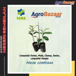 Anak Benih Pokok Cempedak - Thumbnail 1