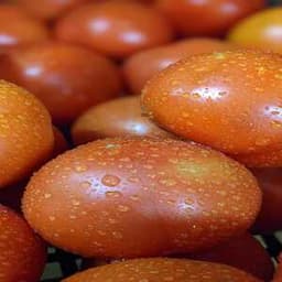 Fresh Tomato - Thumbnail 1