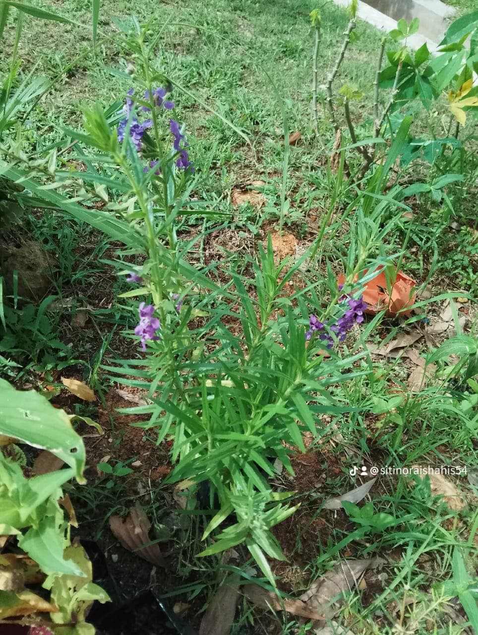 POKOK LAVENDER WANGI