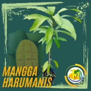 ANAK POKOK MANGGA HARUMANIS - Image 1