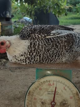 AYAM KAMPUNG - Thumbnail 2