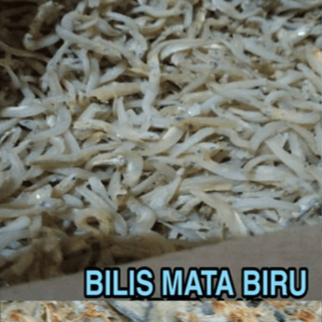 Ikan Bilis Mata Biru