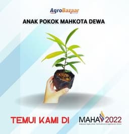 ANAK POKOK MAHKOTA DEWA - Thumbnail 1