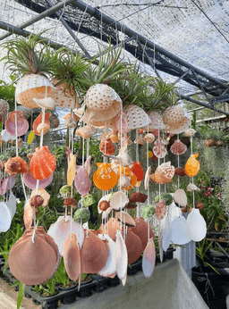 hanging plants.  pokok gantung.  sea shell + air plants - Thumbnail 2