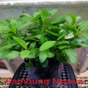 Self Pick-up - Pokok Sambung Nyawa