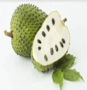 Pokok durian belanda. Soursop plant. - Image 1
