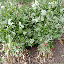 maman segar - Thumbnail 2