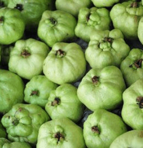 JAMBU TANPA BIJI - Image 1