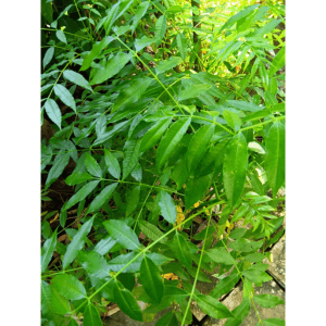 Anak Pokok Kedondong June Plum Spondias Dulcis