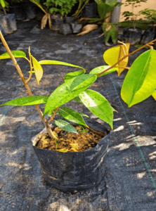 SELF PICKUP - ANAK POKOK DURIAN 101 / D168 (SAIZ M) - Image 1