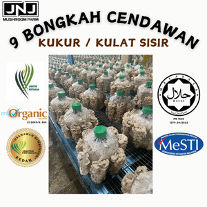 9 Unit Bongkah Cendawan Kukur/Kulat Sisir