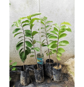 ANAK BENIH DURIAN BELANDA - Image 1