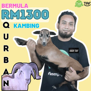 QURBAN KAMBING RM1300