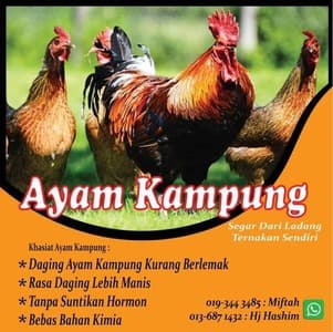 AYAM KAMPUNG