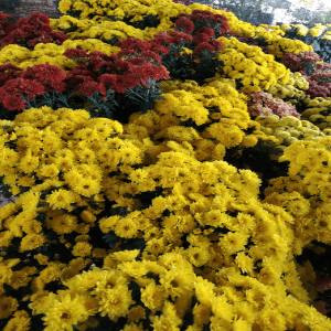 chrysanthemum - Image 1