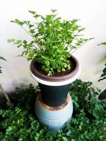 SISTEM HIDROPOT DAUN SUP