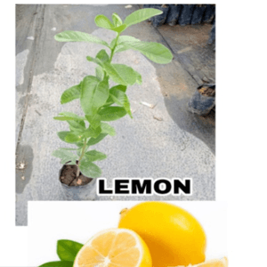 Anak Pokok Lemon/Buah Lemon. Pokok stabil dalam polibeg..