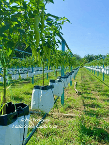 LADA SOLOK - Image 1