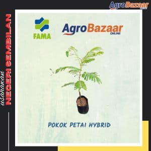 Anak Pokok Petai Kawin