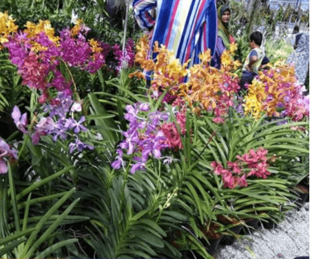 Keratan Orkid mokara. Cutting mokara. Orkid tanah. Orkid pagar. Warna rawak(random). Size 1-2 kaki.