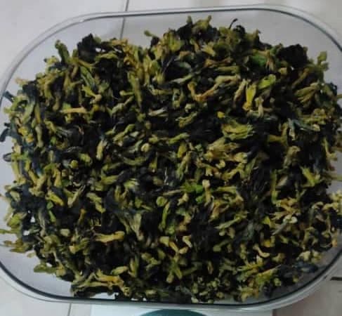 BUNGA TELANG - Image 1