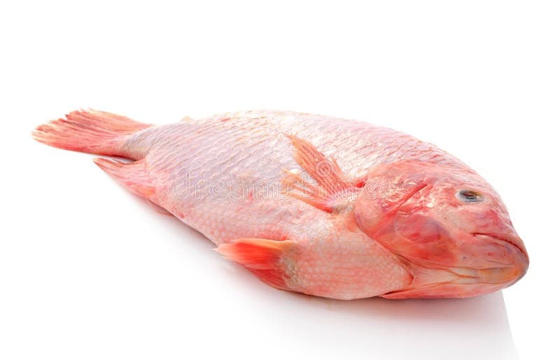Ikan talapia Segar