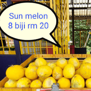 SUN MELON - Image 1