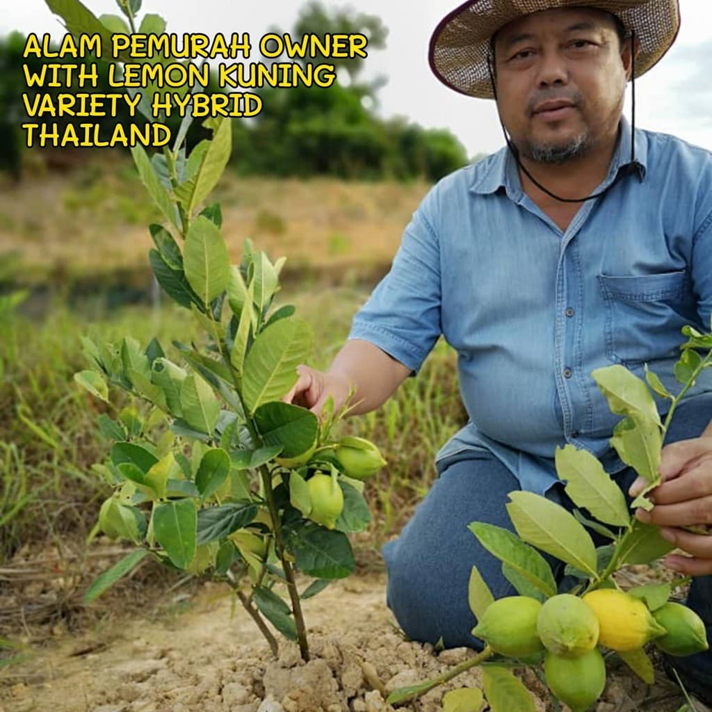 Benih Pokok Lemon Kuning Hybrid