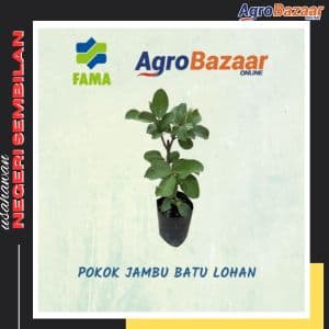 Anak Pokok Jambu Lohan - Image 1