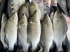 SIAKAP@SELUNSUNG - Image 1