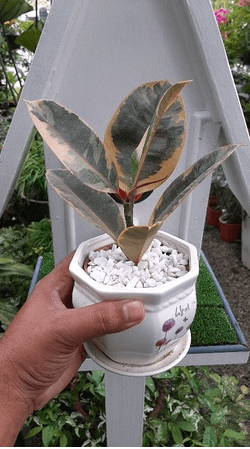 Batu chipping putih. Batu putih. Size 0.8 hingga 1 cm