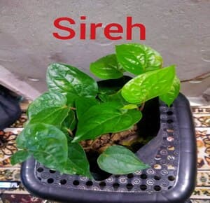 Self Pick-up - Pokok Sireh - Image 1