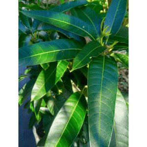Anak Pokok Mangga Taiwan