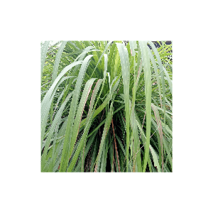 Serai wangi - Image 1