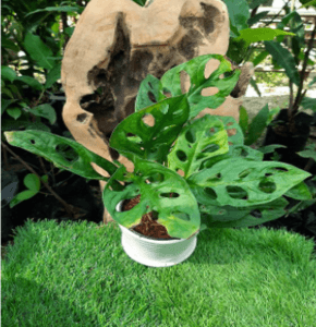 monstera adansonii. keladi lubang. indoor plants. - Image 1