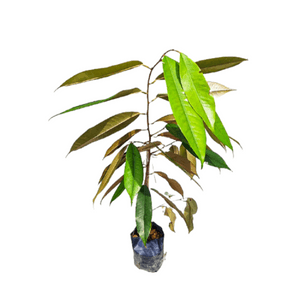 Anak pokok durian musang king - Image 1
