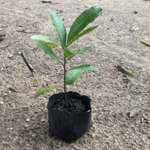 ANAK POKOK KETEREH / GAJUS. READY STOCK!!