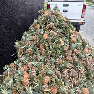 Pickup - 6pcs Nenas Josaphine