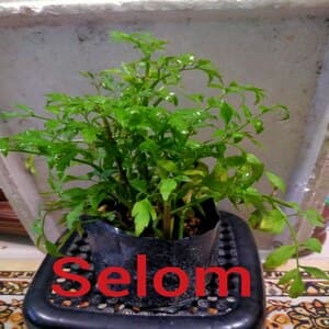Self Pick-up - Pokok Selom - Image 1