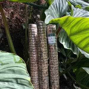 Moss Pole ( SELF PICKUP )