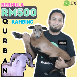 QURBAN KAMBING RM500