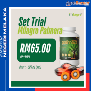 MILAGRO PALMERA - PATI - Image 1