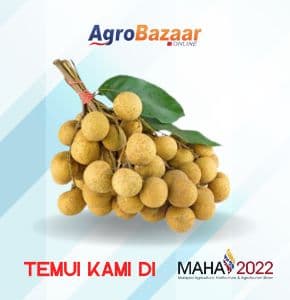 LONGAN - Image 1